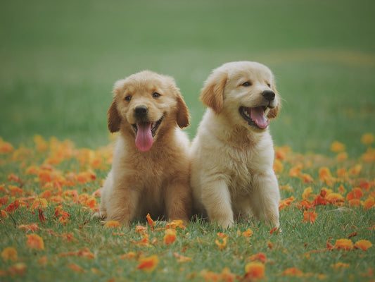Do You Know the Dog's Behavior