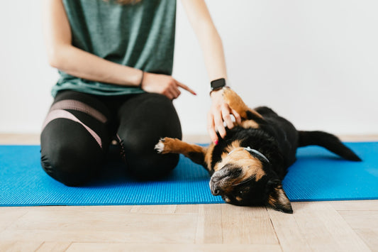 how to Do the Dog Training