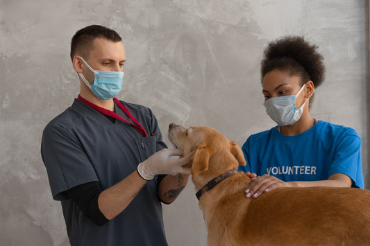 Dog Rescue and Adoption