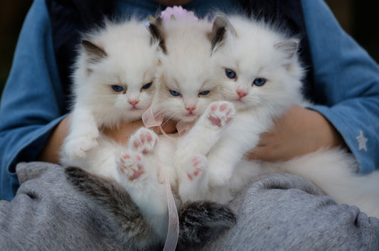 Top 10 Cats That Are Easy to Take Care of