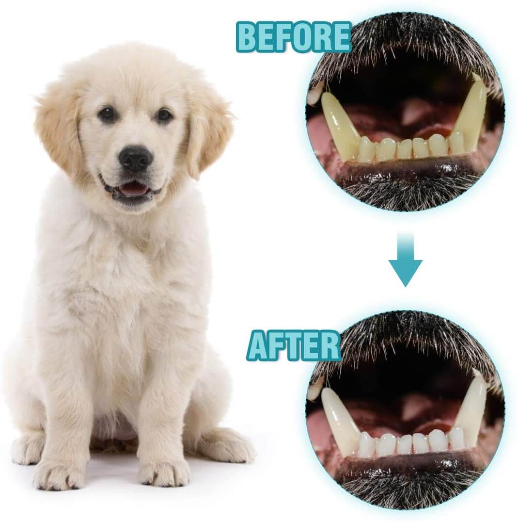 Dog Chew Toys/Applications 2